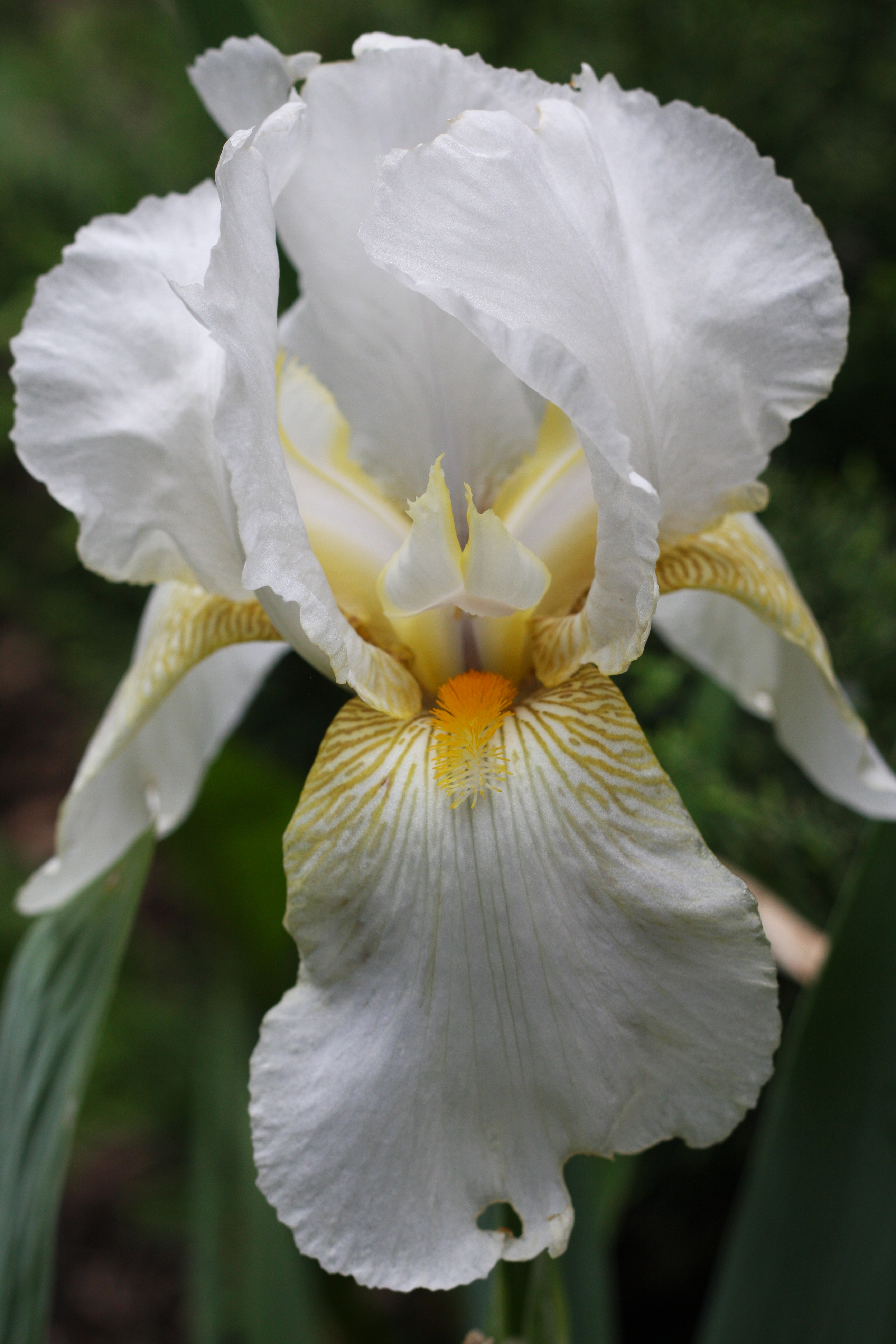 White Iris Blossom