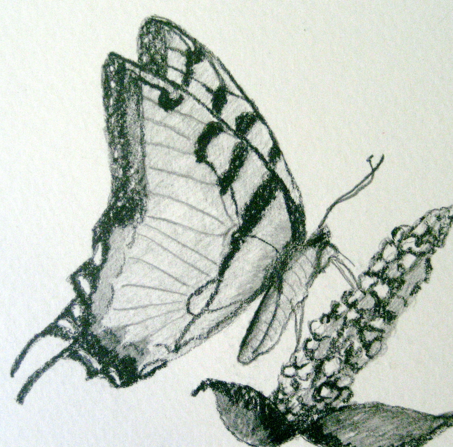 Butterfly-pencil drawing