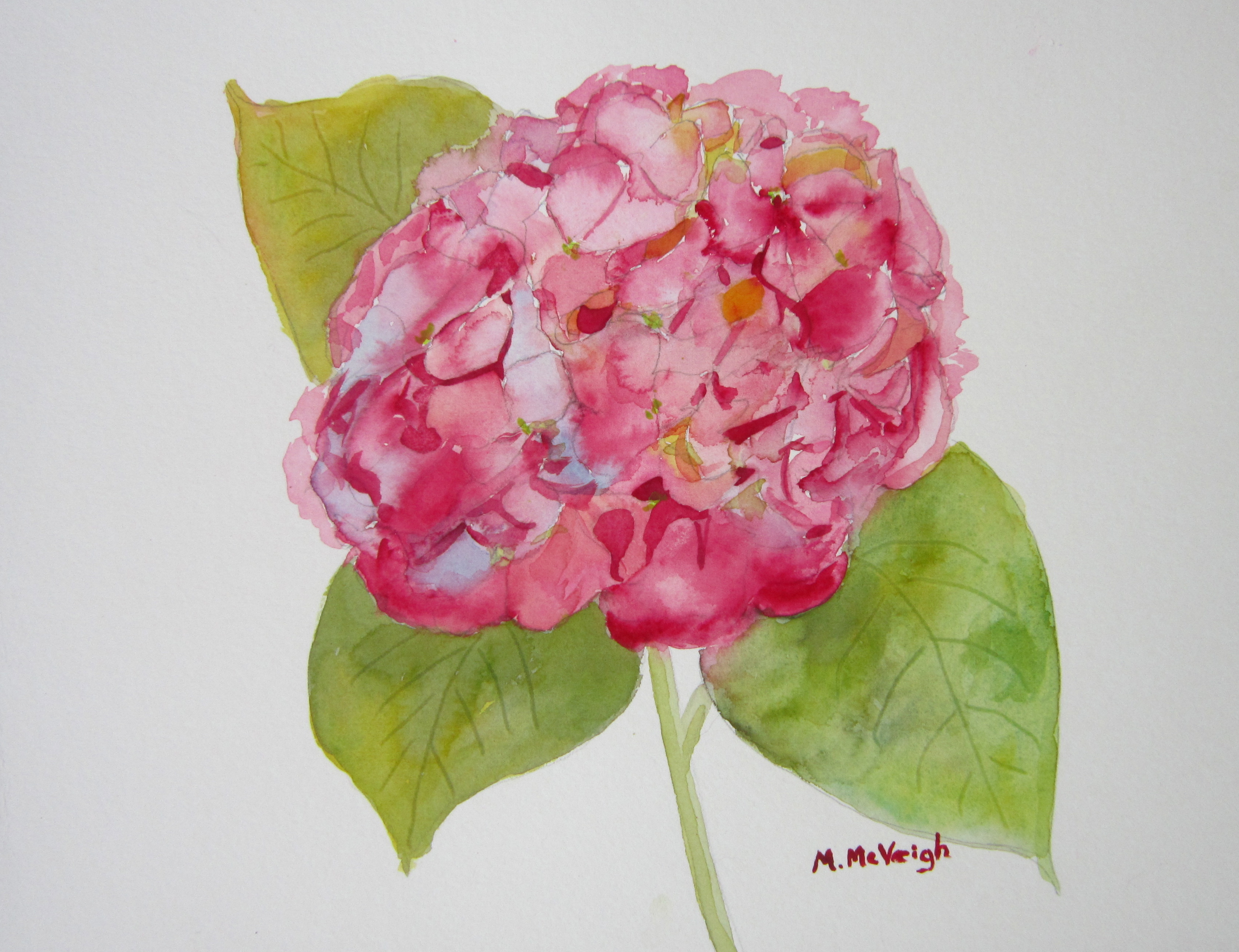 Pink Hydrangea