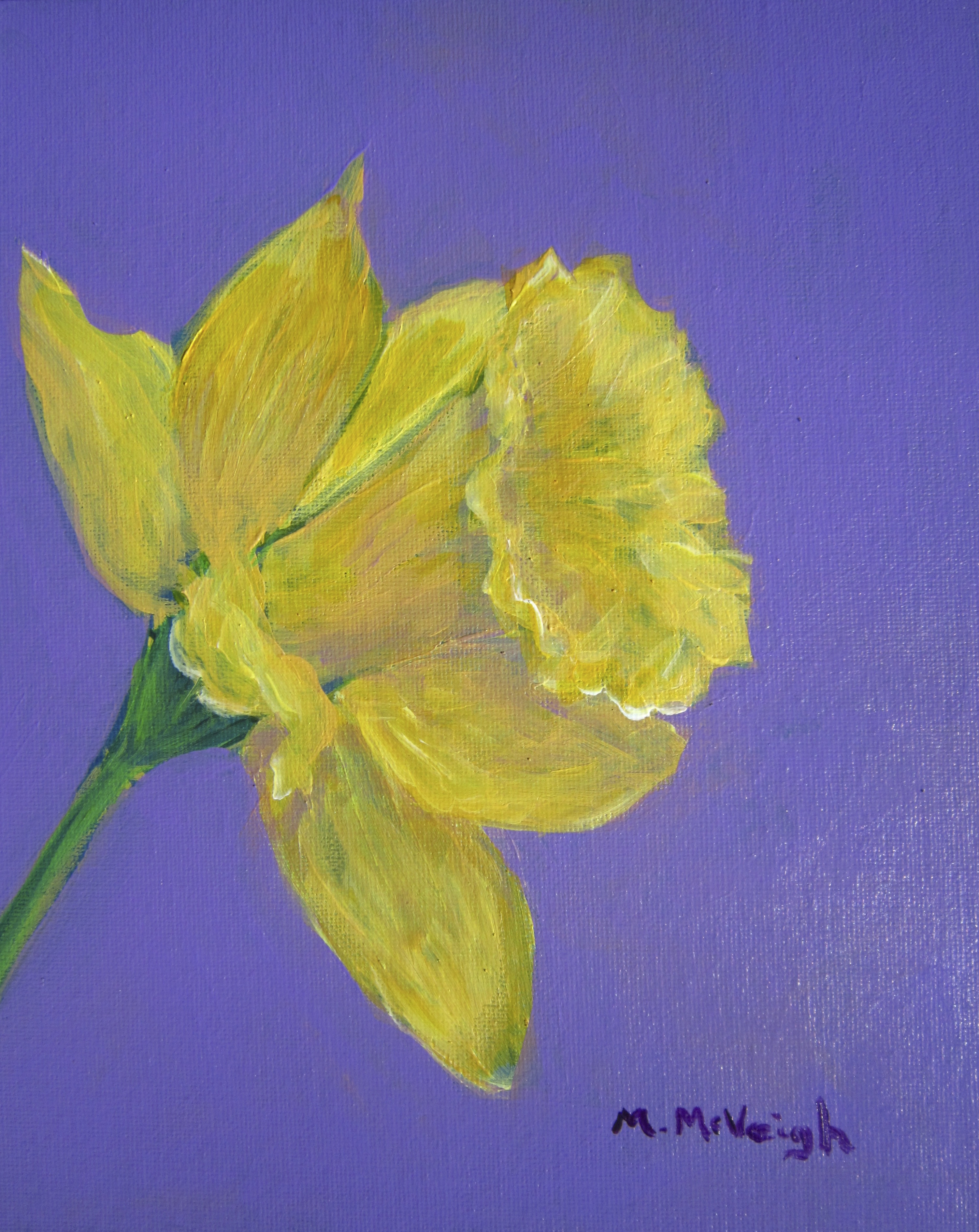 Daffodil In Bloom
