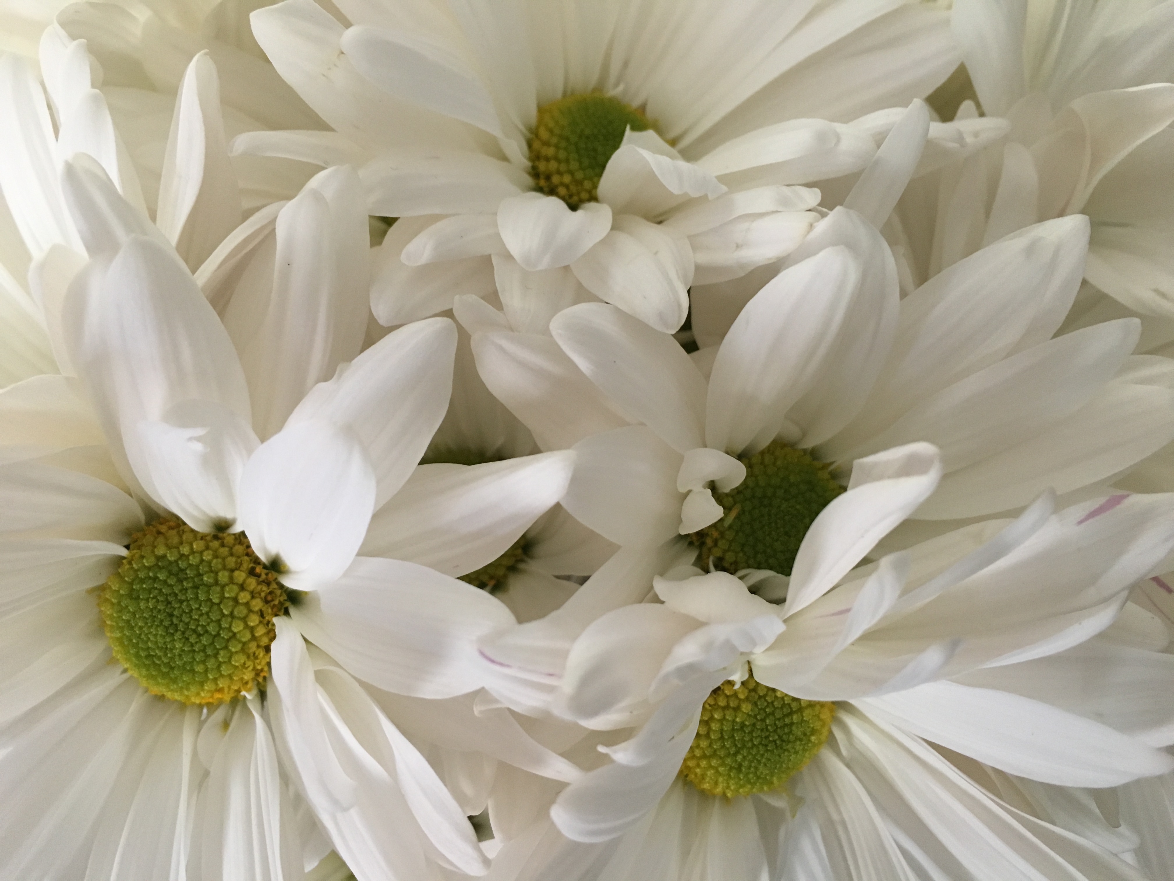 White Daisies Photography